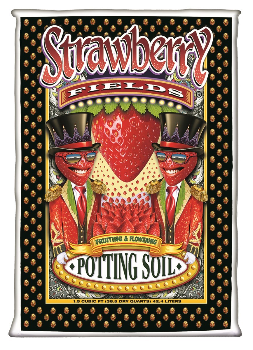 STRAWBERRY FIELDS FRUITING & FLOWERING